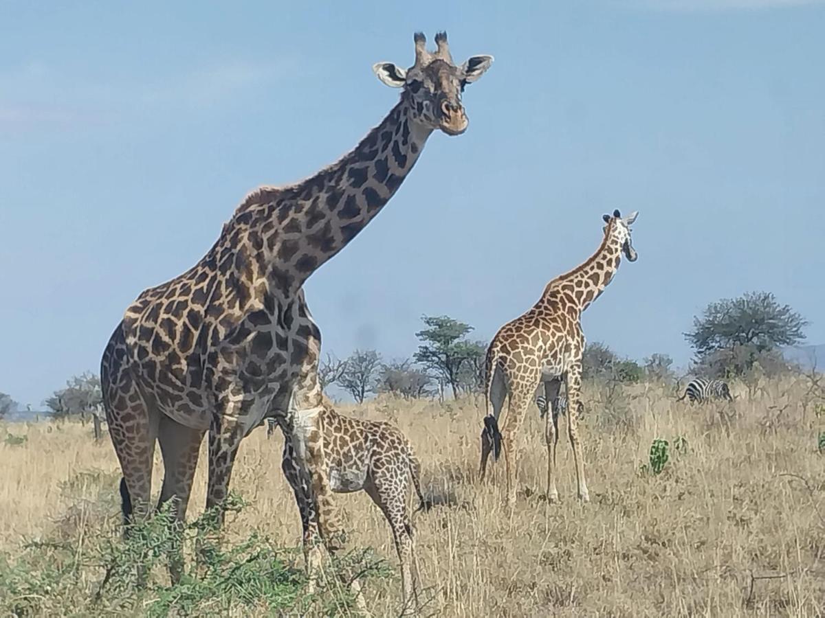 Hotel Serengeti Kamwene Tented Camp Nyabogati Exterior foto